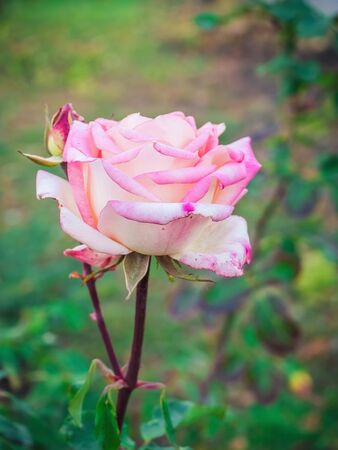 beautiful rose of light pink color with a bud in a decorative gardenの写真素材