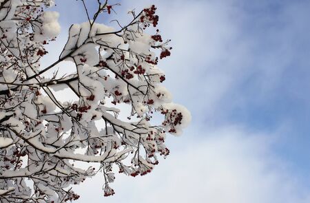 Rowan branches with red berries under the snow in winter against the blue sky with cloudsの写真素材