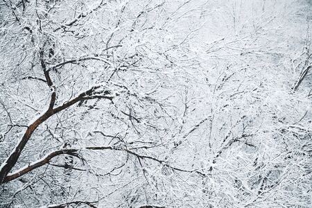tree branches in the snow in the woods in winterの写真素材