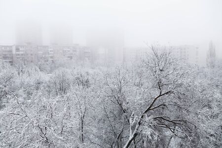 in the fog tree branches in the snow in the city in winterの写真素材