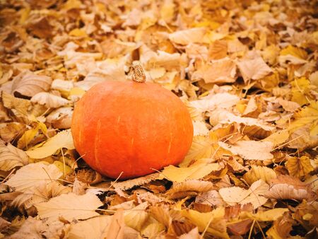 small orange pumpkin on colorful autumn leavesの写真素材
