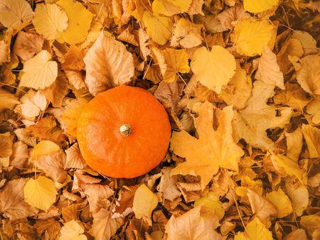 small orange pumpkin on colorful autumn leavesの写真素材