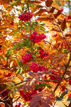 rowan in autumn on a treeの写真素材