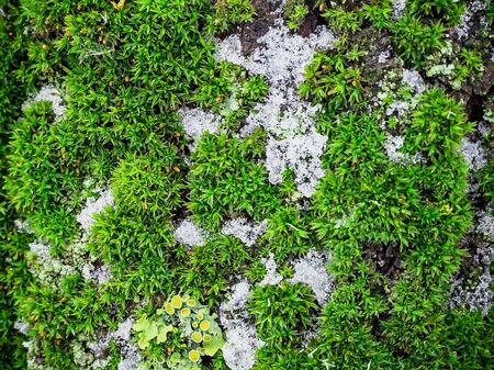 green moss and lichen on the bark of a treeの写真素材