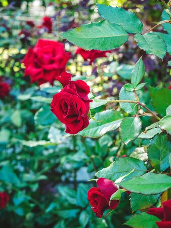 beautiful red roses in the garden, background with sun flareの写真素材