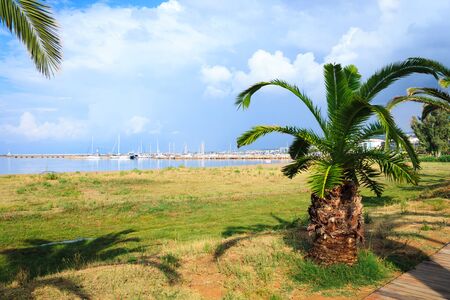 Palm trees on the embankment of the Mediterranean harborの写真素材