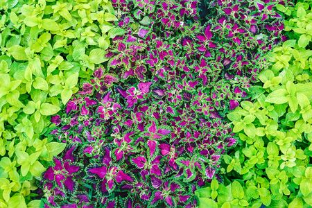 purplish green Coleus in the flowerbed - landscape designの写真素材