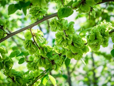 Immature green fruit of an elm tree on a branch with leaves in springの写真素材