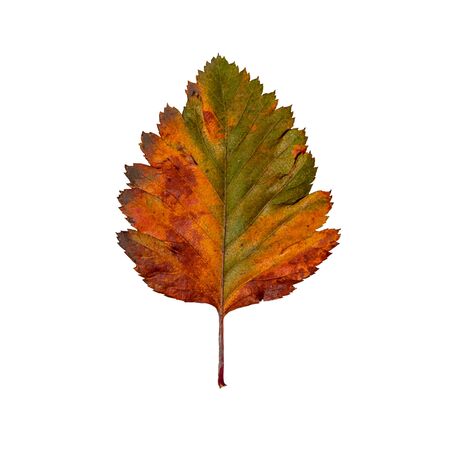 hawthorn leaf in autumn isolatedの写真素材