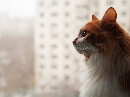 Red cat sitting on the windowの写真素材