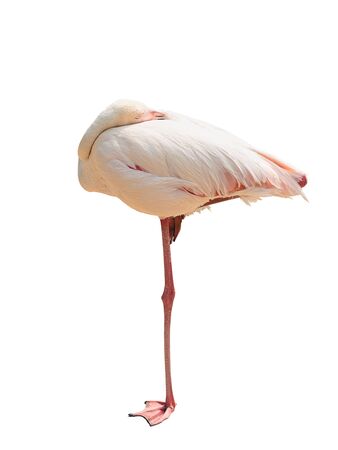 pink flamingo sleeps on one leg isolated without shadowの写真素材