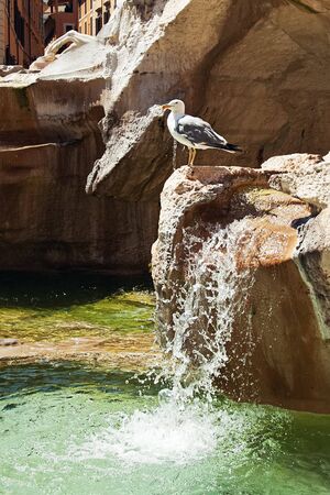 gull on the stone of the fountain of trevi in romeの写真素材