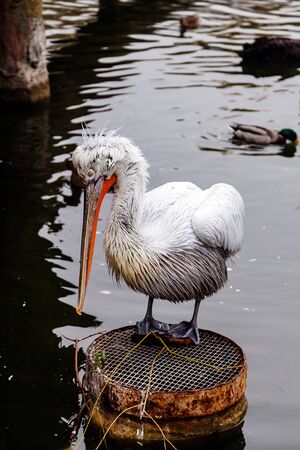 Pelecanus crispus pelican in port at the damの写真素材