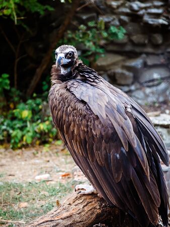 portrait of eurasian black vultureの写真素材