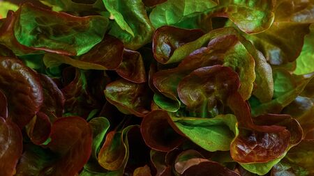 closeup leafy lettuce with green and purple leaves - plant backgroundの写真素材