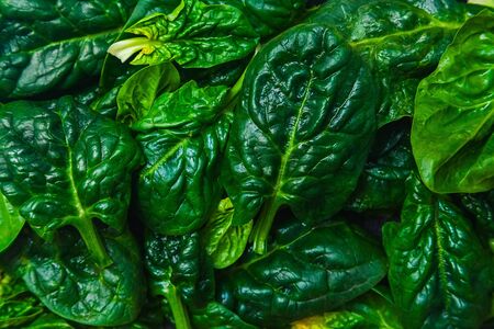 food background - many fresh organic dark green spinach leaves close-upの写真素材