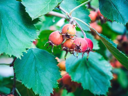 unripe fruits of hawthorn on a branch close-up in summerの写真素材