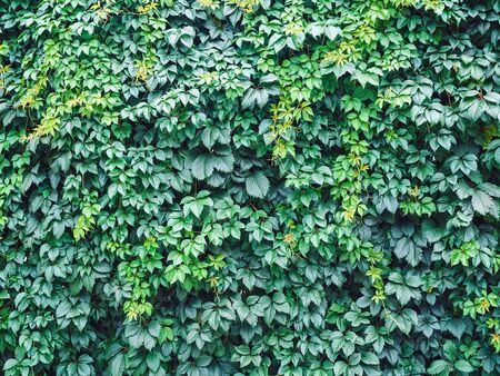large wall of green ivy - plant backgroundの写真素材