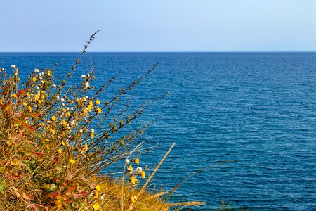 yellow, white and green flowers on the hill against the backdrop of Lake Baikalの写真素材