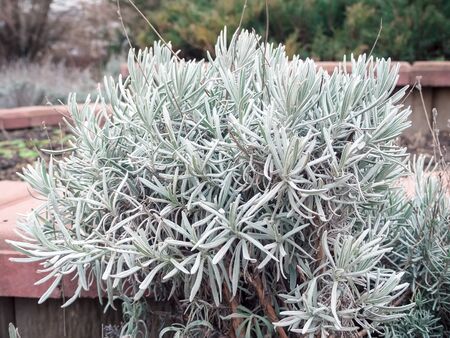 lavender with silver leaves in the garden in winter without flowersの写真素材