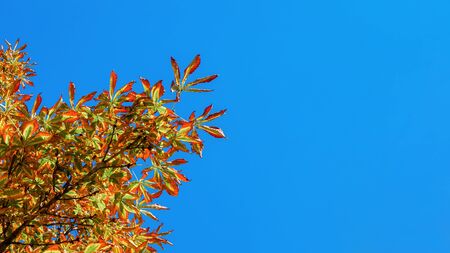 half-yellowed leaves of a chestnut tree on a branch against a blue sky in autumnの写真素材