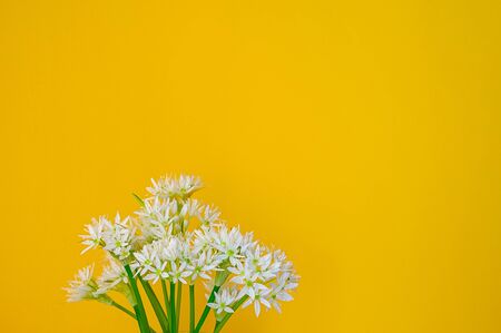small white wild leek flowers on a yellow background, horizontal, copy spaceの写真素材