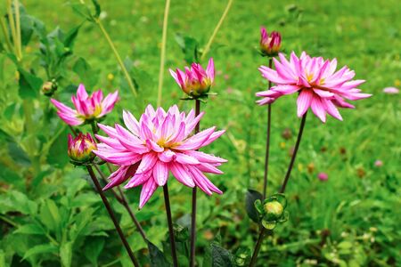 pink dahlias in the garden after the rainの写真素材