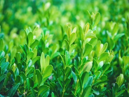 branches of a young boxwood closeup - plant backgroundの写真素材