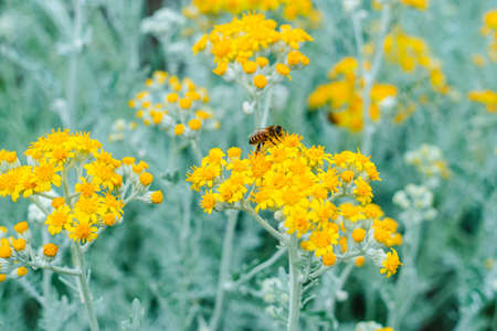 yellow flowers on the beach rocks on Creteの写真素材