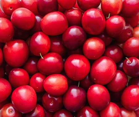 a lot of ripe shiny red cherry plum - food backgroundの写真素材