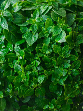 many wet little leaves of green basilの写真素材