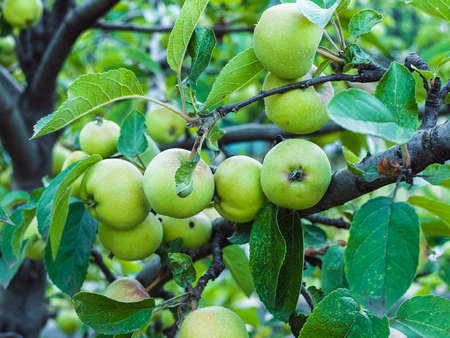 small green fruits on a branch of apple tree close upの写真素材