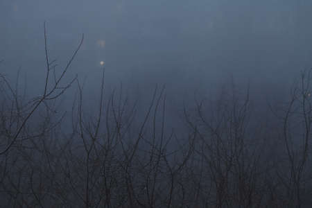 tree without leaves in the fog in the evening against the background of house lightsの写真素材