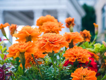 orange marigolds in the flowerbed against the background of white columns close-upの写真素材