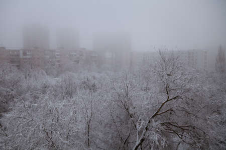 in the fog tree branches in the snow in the city in winterの写真素材