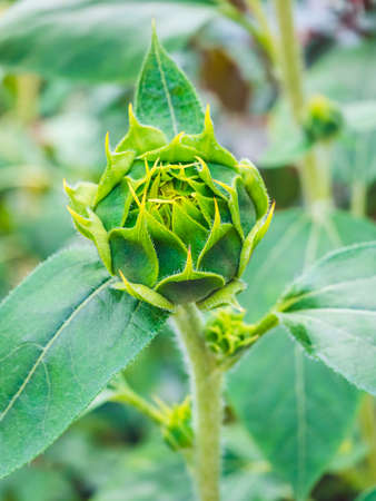green sunflower bud close up in summerの写真素材