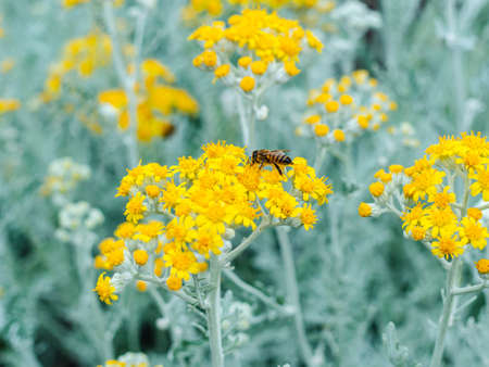 bee sitting on a yellow flower jacobaea maritimaの写真素材