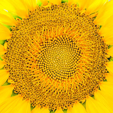 yellow flower of a sunflower outdoors, summer closeupの写真素材