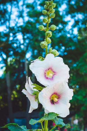 The flowers are pollinated by a bee. Alcea white with purple center close-up.の写真素材