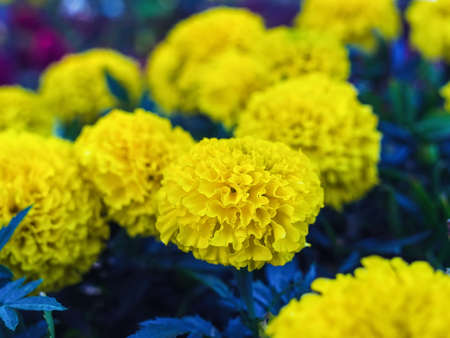 yellow marigold flower in a gardenの写真素材