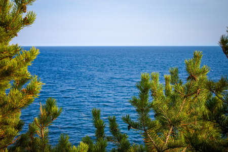 Pines closeup on the background of the sea. Copy spaceの写真素材