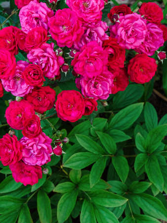 many small spray roses and large green leavesの写真素材