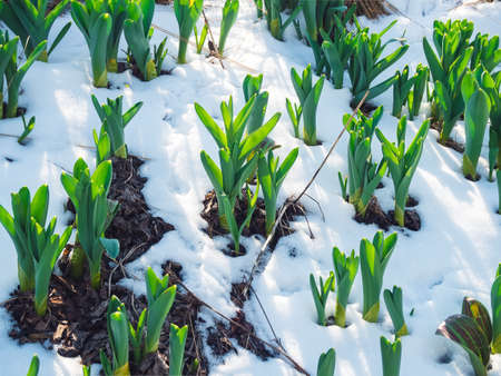 young green leaves of flowers grow on snowy ground