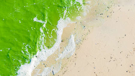 white sand sea shore and green seaweed waveの写真素材