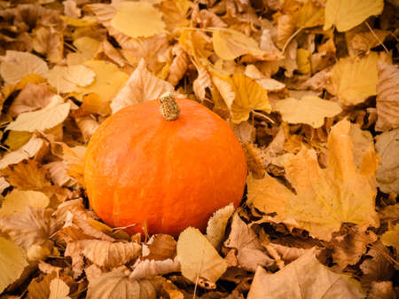 small orange pumpkin on colorful autumn leavesの写真素材