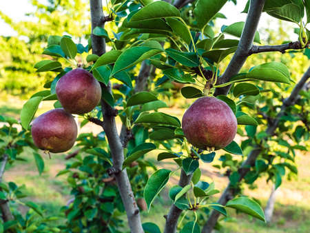 red pear fruits on tree branches in the garden - harvest timeの写真素材