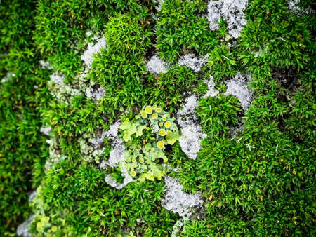 green moss and lichen on the bark of a treeの写真素材
