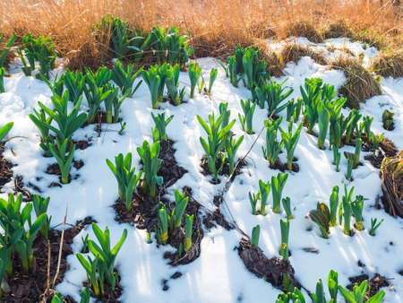 young green leaves of flowers grow on snowy groundの写真素材