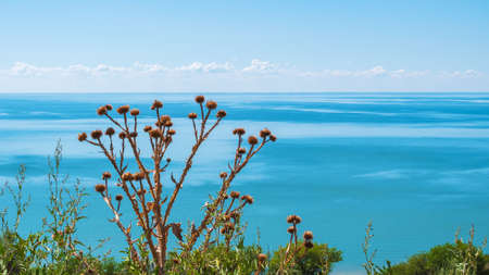 dry thistle on a cliff against the background of the sea on a sunny dayの写真素材