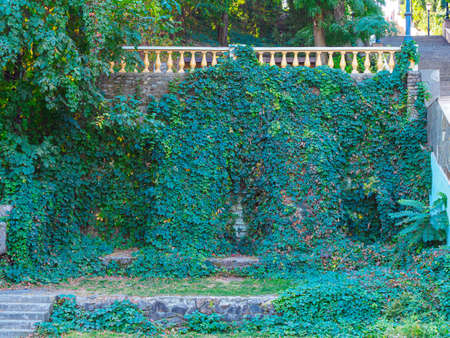wall covered with green ivy, balustrade on topの写真素材